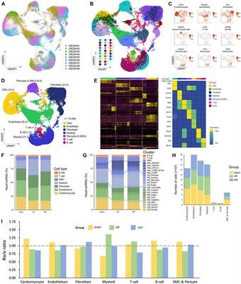 Single-nucleus ribonucleic acid-sequencing and spatial transcriptomics reveal the cardioprotection of Shexiang Baoxin Pill (SBP) in mice with myocardial ischemia-reperfusion injury